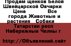 Продам щенков Белой Швейцарской Овчарки  › Цена ­ 20 000 - Все города Животные и растения » Собаки   . Татарстан респ.,Набережные Челны г.